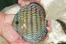 画像3: 【30周年記念セール対象個体】【ワイルドディスカス】【通販】【伝説の産地　7年ぶり？の入荷】ラーゴクルムクリロイヤルエメラルド【個体販売】14-16cm（生体）クルムクリ産 (3)