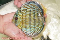 画像1: 【ワイルドディスカス】【通販】【伝説の産地　7年ぶり？の入荷】ラーゴクルムクリロイヤルエメラルド【個体販売】14-16cm（生体）クルムクリ産 (1)