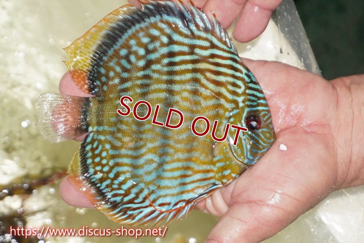 画像3: 【ワイルドディスカス】【通販】【伝説の産地　7年ぶり？の入荷】ラーゴクルムクリロイヤルエメラルド【個体販売】14-16cm（生体）クルムクリ産 (3)