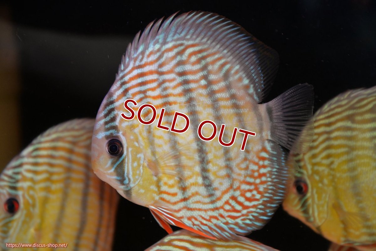 画像1: 【ワイルドディスカス】【通販】【伝説の産地　7年ぶり？の入荷】ラーゴクルムクリロイヤルエメラルド（オレンジ目）【個体販売】14-16cm（生体）クルムクリ産 (1)