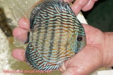 画像3: 【ワイルドディスカス】【通販】【伝説の産地　7年ぶり？の入荷】ラーゴクルムクリロイヤルエメラルド（オレンジ目）【個体販売】14-16cm（生体）クルムクリ産 (3)