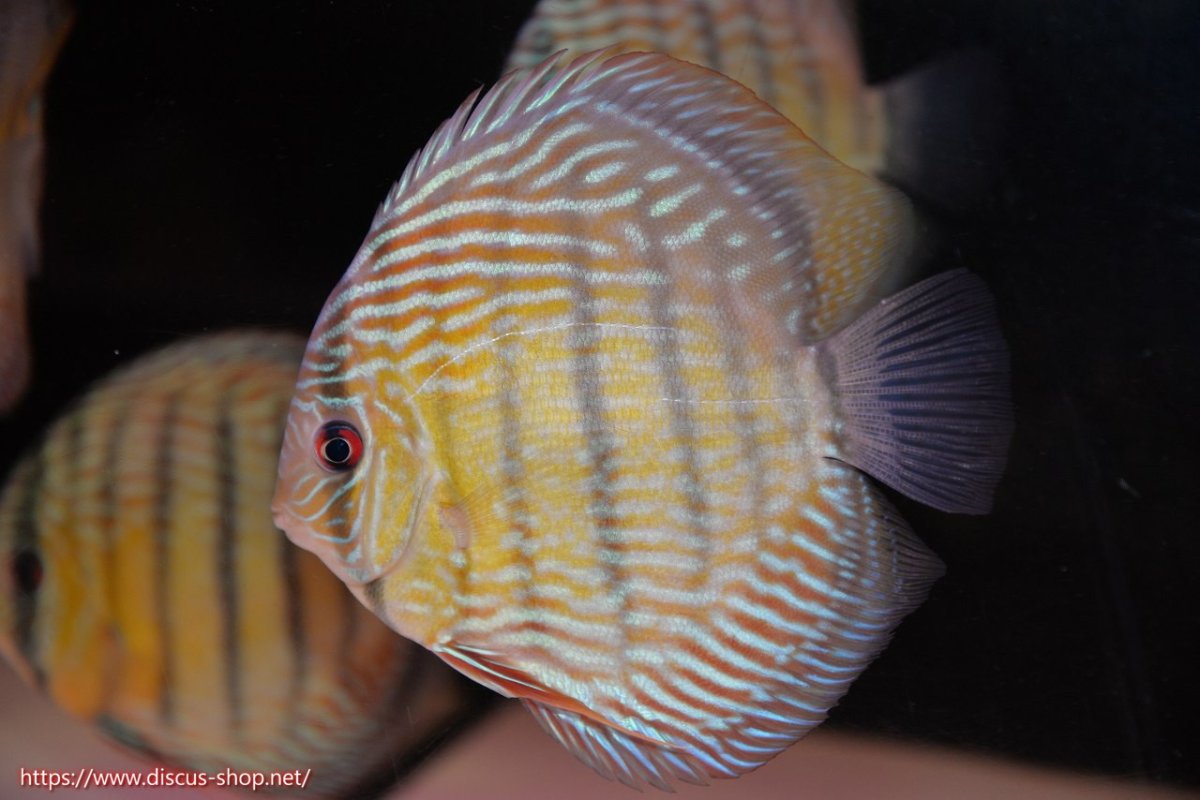 画像1: 【30周年記念セール対象個体】【ワイルドディスカス】【通販】【伝説の産地　7年ぶり？の入荷】ラーゴクルムクリロイヤルエメラルド【個体販売】14-16cm（生体）クルムクリ産 (1)