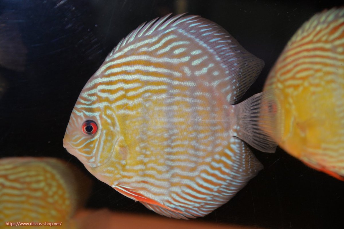 画像2: 【30周年記念セール対象個体】【ワイルドディスカス】【通販】【伝説の産地　7年ぶり？の入荷】ラーゴクルムクリロイヤルエメラルド【個体販売】14-16cm（生体）クルムクリ産 (2)