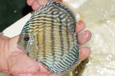 画像3: 【30周年記念セール対象個体】【ワイルドディスカス】【通販】【伝説の産地　7年ぶり？の入荷】ラーゴクルムクリロイヤルエメラルド【個体販売】14-16cm（生体）クルムクリ産 (3)