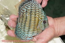 画像4: 【30周年記念セール対象個体】【ワイルドディスカス】【通販】【伝説の産地　7年ぶり？の入荷】ラーゴクルムクリロイヤルエメラルド【個体販売】14-16cm（生体）クルムクリ産 (4)