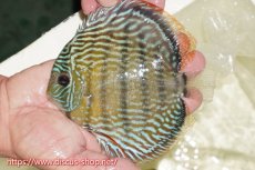 画像1: 【ワイルドディスカス】【通販】【伝説の産地　7年ぶり？の入荷】ラーゴクルムクリロイヤルエメラルド【個体販売】14-16cm（生体）クルムクリ産 (1)