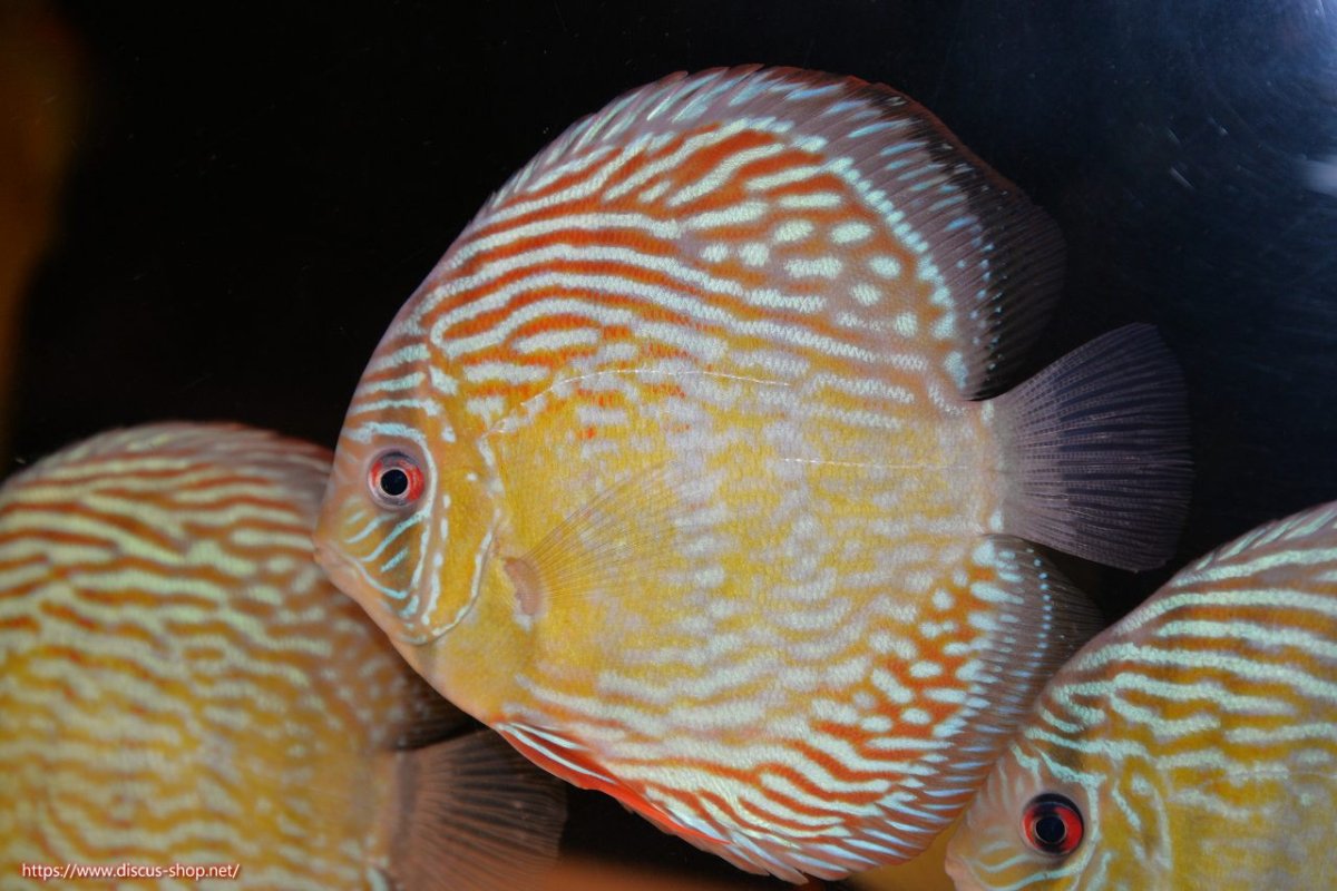 画像1: 【30周年記念セール対象個体】【ワイルドディスカス】【通販】【伝説の産地　7年ぶり？の入荷】ラーゴクルムクリロイヤルエメラルド【個体販売】14-16cm（生体）クルムクリ産 (1)