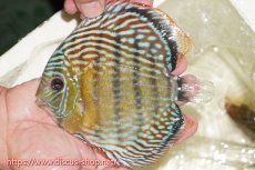 画像3: 【30周年記念セール対象個体】【ワイルドディスカス】【通販】【伝説の産地　7年ぶり？の入荷】ラーゴクルムクリロイヤルエメラルド【個体販売】14-16cm（生体）クルムクリ産 (3)