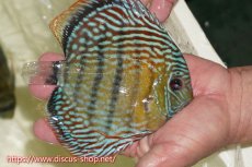 画像4: 【30周年記念セール対象個体】【ワイルドディスカス】【通販】【伝説の産地　7年ぶり？の入荷】ラーゴクルムクリロイヤルエメラルド【個体販売】14-16cm（生体）クルムクリ産 (4)