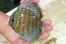 画像1: 【ワイルドディスカス】【通販】【伝説の産地　7年ぶり？の入荷】ラーゴクルムクリロイヤルエメラルド【個体販売】14-16cm（生体）クルムクリ産 (1)