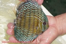 画像3: 【30周年記念セール対象個体】【ワイルドディスカス】【通販】【伝説の産地　7年ぶり？の入荷】ラーゴクルムクリロイヤルエメラルド【個体販売】14-16cm（生体）クルムクリ産 (3)