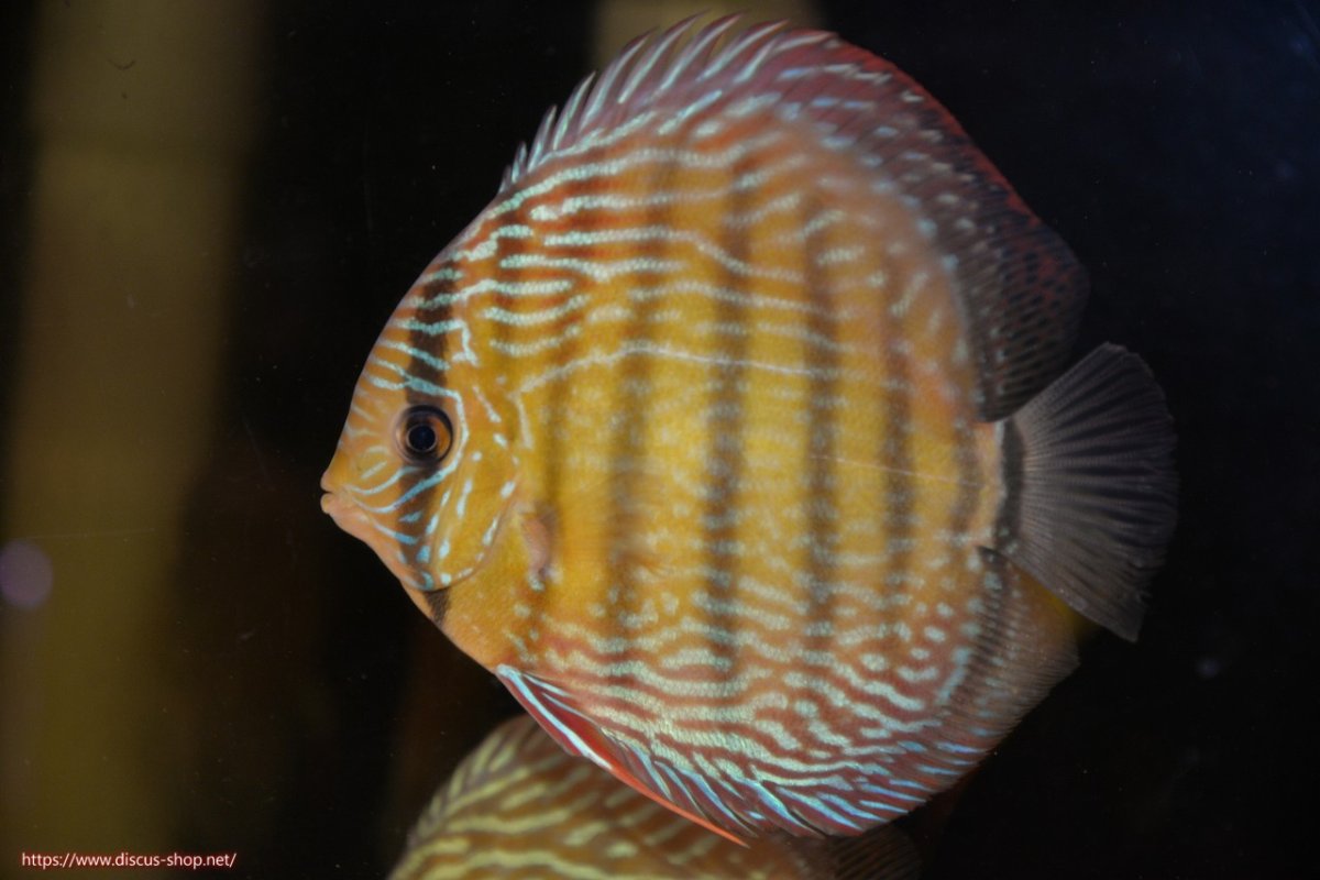 画像3: 【30周年記念セール対象個体】【ワイルドディスカス】【通販】【伝説の産地　7年ぶり？の入荷】ラーゴクルムクリロイヤルエメラルド【個体販売】14-16cm（生体）クルムクリ産 (3)