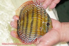 画像5: 【30周年記念セール対象個体】【ワイルドディスカス】【通販】【伝説の産地　7年ぶり？の入荷】ラーゴクルムクリロイヤルエメラルド【個体販売】14-16cm（生体）クルムクリ産 (5)