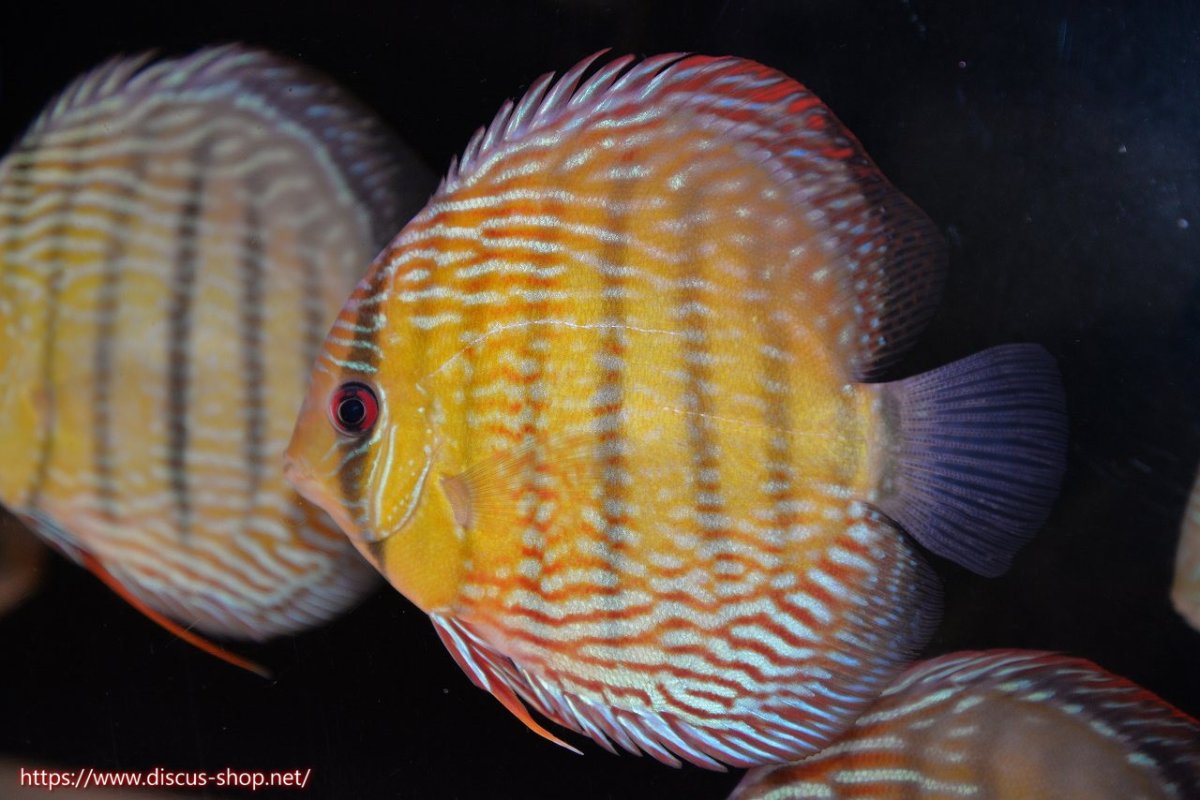 画像1: 【30周年記念セール対象個体】【ワイルドディスカス】【通販】【伝説の産地　7年ぶり？の入荷】ラーゴクルムクリロイヤルエメラルド【個体販売】14-16cm（生体）クルムクリ産 (1)