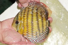 画像3: 【30周年記念セール対象個体】【ワイルドディスカス】【通販】【伝説の産地　7年ぶり？の入荷】ラーゴクルムクリロイヤルエメラルド【個体販売】14-16cm（生体）クルムクリ産 (3)