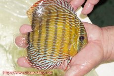 画像4: 【30周年記念セール対象個体】【ワイルドディスカス】【通販】【伝説の産地　7年ぶり？の入荷】ラーゴクルムクリロイヤルエメラルド【個体販売】14-16cm（生体）クルムクリ産 (4)