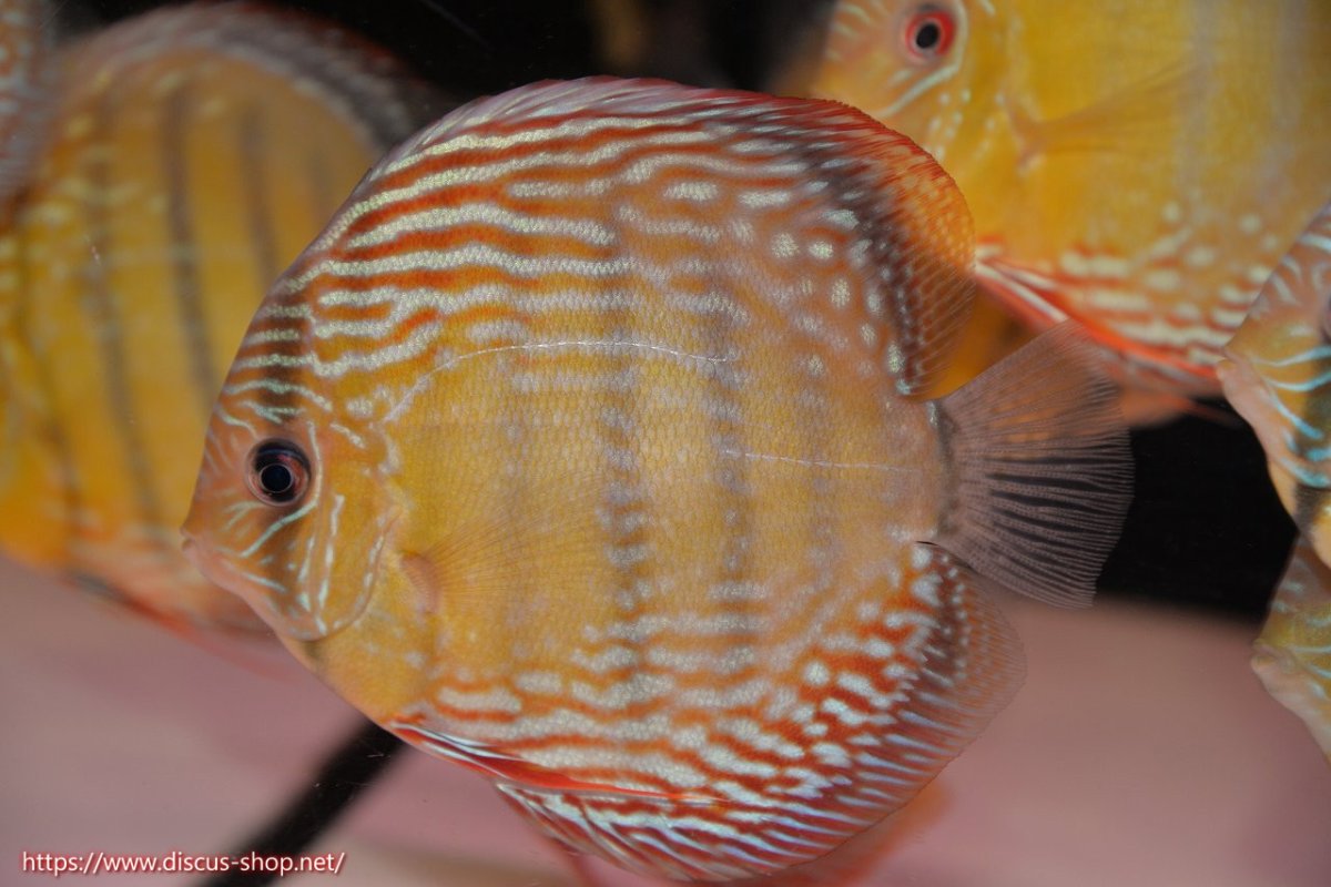 画像1: 【30周年記念セール対象個体】【ワイルドディスカス】【通販】【伝説の産地　7年ぶり？の入荷】ラーゴクルムクリブライトブルー【個体販売】14-16cm（生体）クルムクリ産 (1)