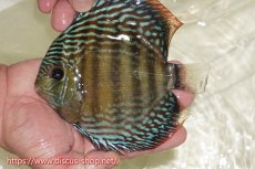 画像1: 【ワイルドディスカス】【通販】【伝説の産地　7年ぶり？の入荷】ラーゴクルムクリブライトブルー【個体販売】14-16cm（生体）クルムクリ産 (1)