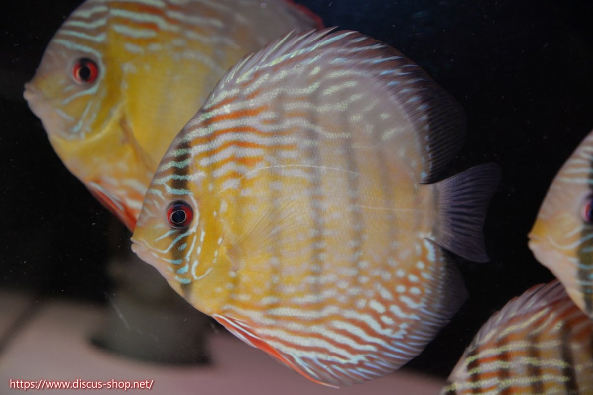 画像1: 【30周年記念セール対象個体】【ワイルドディスカス】【通販】【伝説の産地　7年ぶり？の入荷】ラーゴクルムクリブライトブルー【個体販売】14-16cm（生体）クルムクリ産 (1)