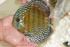 画像1: 【ワイルドディスカス】【通販】【伝説の産地　7年ぶり？の入荷】ラーゴクルムクリブライトブルー【個体販売】14-16cm（生体）クルムクリ産 (1)