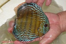 画像2: 【ワイルドディスカス】【通販】【伝説の産地　7年ぶり？の入荷】ラーゴクルムクリブライトブルー【個体販売】14-16cm（生体）クルムクリ産 (2)