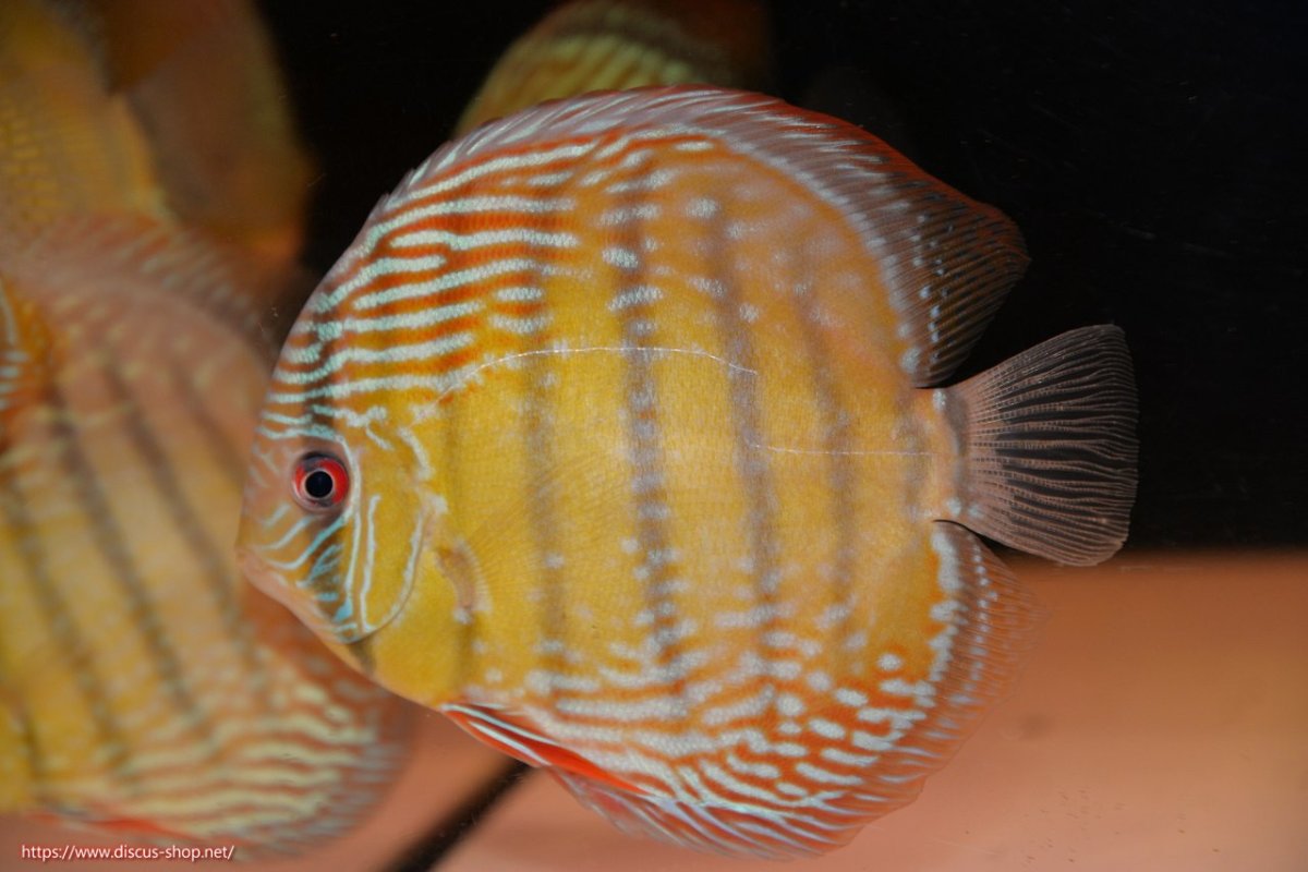 画像1: 【30周年記念セール対象個体】【ワイルドディスカス】【通販】【伝説の産地　7年ぶり？の入荷】ラーゴクルムクリブライトブルー【個体販売】14-16cm（生体）クルムクリ産 (1)