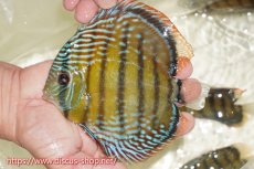 画像1: 【ワイルドディスカス】【通販】【伝説の産地　7年ぶり？の入荷】ラーゴクルムクリブライトブルー【個体販売】14-16cm（生体）クルムクリ産 (1)