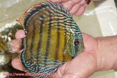 画像3: 【30周年記念セール対象個体】【ワイルドディスカス】【通販】【伝説の産地　7年ぶり？の入荷】ラーゴクルムクリブライトブルー【個体販売】14-16cm（生体）クルムクリ産 (3)