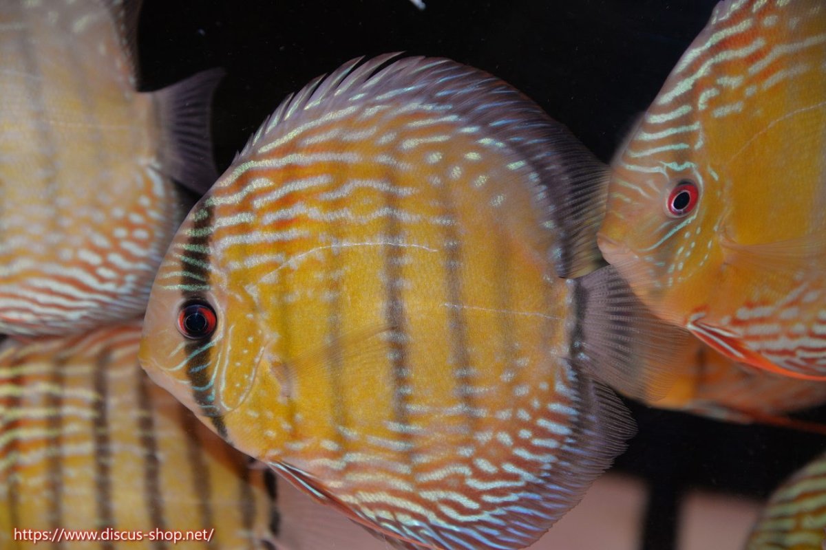 画像1: 【30周年記念セール対象個体】【ワイルドディスカス】【通販】【伝説の産地　7年ぶり？の入荷】ラーゴクルムクリブライトブルー【個体販売】14-16cm（生体）クルムクリ産 (1)