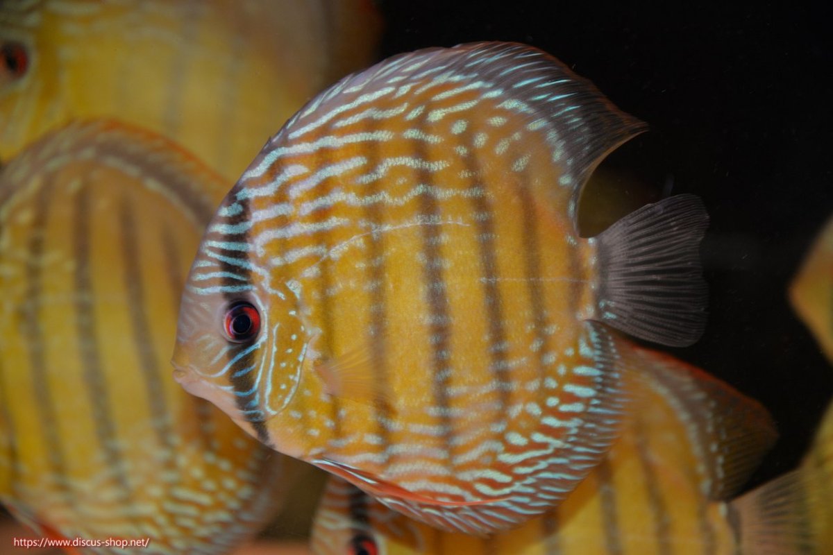 画像2: 【30周年記念セール対象個体】【ワイルドディスカス】【通販】【伝説の産地　7年ぶり？の入荷】ラーゴクルムクリブライトブルー【個体販売】14-16cm（生体）クルムクリ産 (2)