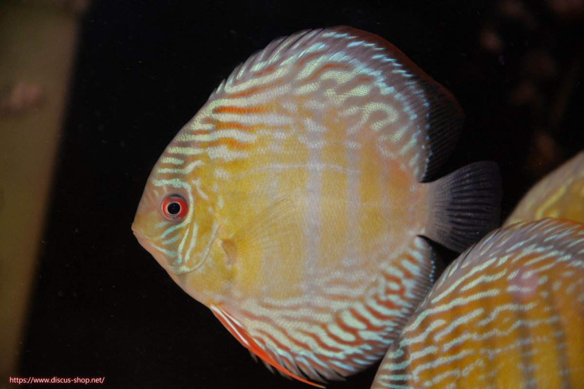 画像1: 【30周年記念セール対象個体】【ワイルドディスカス】【通販】【伝説の産地　7年ぶり？の入荷】ラーゴクルムクリブライトブルー【個体販売】14-16cm（生体）クルムクリ産 (1)