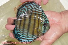 画像3: 【30周年記念セール対象個体】【ワイルドディスカス】【通販】【伝説の産地　7年ぶり？の入荷】ラーゴクルムクリブライトブルー【個体販売】14-16cm（生体）クルムクリ産 (3)