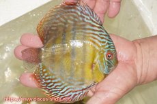 画像2: 【ワイルドディスカス】【通販】【伝説の産地　7年ぶり？の入荷】ラーゴクルムクリブライトブルー【個体販売】14-16cm（生体）クルムクリ産 (2)