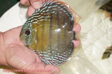 画像1: 【ワイルドディスカス】【通販】【伝説の産地　7年ぶり？の入荷】ラーゴクルムクリブライトブルー【個体販売】14-16cm（生体）クルムクリ産 (1)