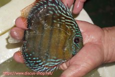 画像3: 【30周年記念セール対象個体】【ワイルドディスカス】【通販】【伝説の産地　7年ぶり？の入荷】ラーゴクルムクリブライトブルー【個体販売】14-16cm（生体）クルムクリ産 (3)