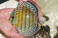 画像1: 【ワイルドディスカス】【通販】【伝説の産地　7年ぶり？の入荷】ラーゴクルムクリブライトブルー【個体販売】14-16cm（生体）クルムクリ産 (1)