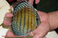 画像2: 【ワイルドディスカス】【通販】【伝説の産地　7年ぶり？の入荷】ラーゴクルムクリブライトブルー【個体販売】14-16cm（生体）クルムクリ産 (2)