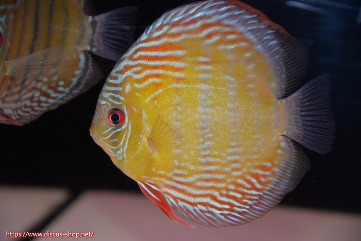 画像1: 【30周年記念セール対象個体】【ワイルドディスカス】【通販】【伝説の産地　7年ぶり？の入荷】ラーゴクルムクリブライトブルー【個体販売】14-16cm（生体）クルムクリ産 (1)