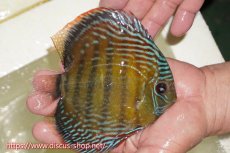 画像2: 【ワイルドディスカス】【通販】【伝説の産地　7年ぶり？の入荷】ラーゴクルムクリブライトブルー【個体販売】14-16cm（生体）クルムクリ産 (2)