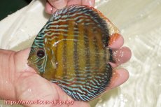 画像3: 【30周年記念セール対象個体】【ワイルドディスカス】【通販】【伝説の産地　7年ぶり？の入荷】ラーゴクルムクリブライトブルー【個体販売】14-16cm（生体）クルムクリ産 (3)