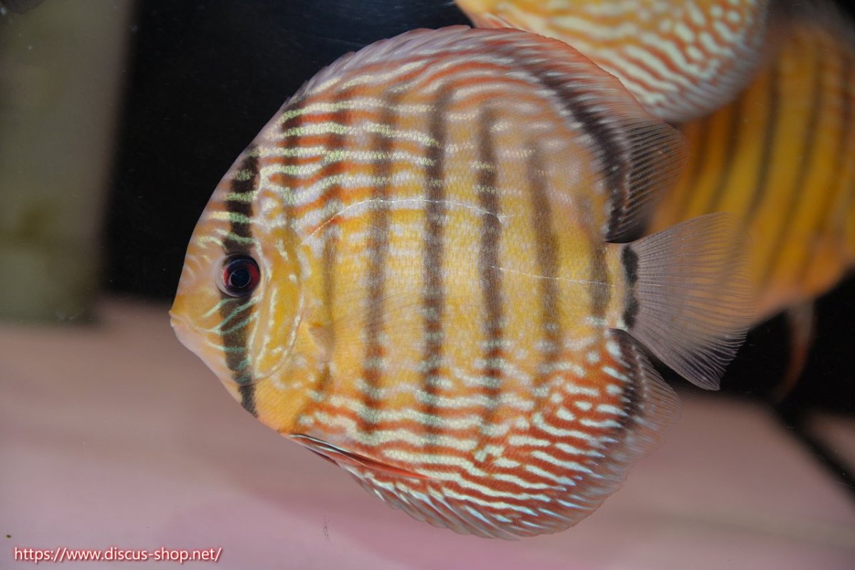 画像1: 【30周年記念セール対象個体】【ワイルドディスカス】【通販】【伝説の産地　7年ぶり？の入荷】ラーゴクルムクリブライトブルー【個体販売】14-16cm（生体）クルムクリ産 (1)