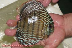 画像2: 【ワイルドディスカス】【通販】【伝説の産地　7年ぶり？の入荷】ラーゴクルムクリブライトブルー【個体販売】14-16cm（生体）クルムクリ産 (2)