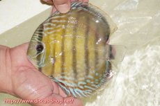 画像1: 【ワイルドディスカス】【通販】【伝説の産地　7年ぶり？の入荷】ラーゴクルムクリブライトブルー【個体販売】14-16cm（生体）クルムクリ産 (1)