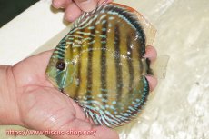 画像1: 【ワイルドディスカス】【通販】【伝説の産地　7年ぶり？の入荷】ラーゴクルムクリブライトブルー【個体販売】14-16cm（生体）クルムクリ産 (1)