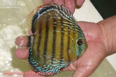 画像2: 【ワイルドディスカス】【通販】【伝説の産地　7年ぶり？の入荷】ラーゴクルムクリブライトブルー【個体販売】14-16cm（生体）クルムクリ産 (2)