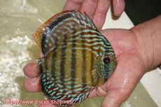 画像2: 【ワイルドディスカス】【通販】【伝説の産地　7年ぶり？の入荷】ラーゴクルムクリブライトブルー【個体販売】14-16cm（生体）クルムクリ産 (2)