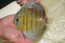 画像1: 【ワイルドディスカス】【通販】【伝説の産地　7年ぶり？の入荷】ラーゴクルムクリブライトブルー【個体販売】14-16cm（生体）クルムクリ産 (1)