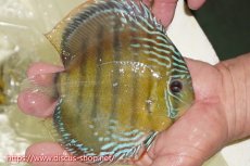 画像2: 【ワイルドディスカス】【通販】【伝説の産地　7年ぶり？の入荷】ラーゴクルムクリブライトブルー【個体販売】14-16cm（生体）クルムクリ産 (2)