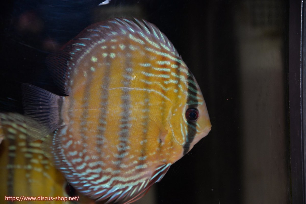 画像1: 【30周年記念セール対象個体】【ワイルドディスカス】【通販】【伝説の産地　7年ぶり？の入荷】ラーゴクルムクリブライトブルー【個体販売】14-16cm（生体）クルムクリ産 (1)