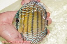 画像1: 【ワイルドディスカス】【通販】【伝説の産地　7年ぶり？の入荷】ラーゴクルムクリブライトブルー【個体販売】14-16cm（生体）クルムクリ産 (1)